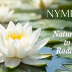 A close-up of a beautiful White Waterlily (Nymphaea Alba) floating on water, representing natural and pure skincare ingredients.